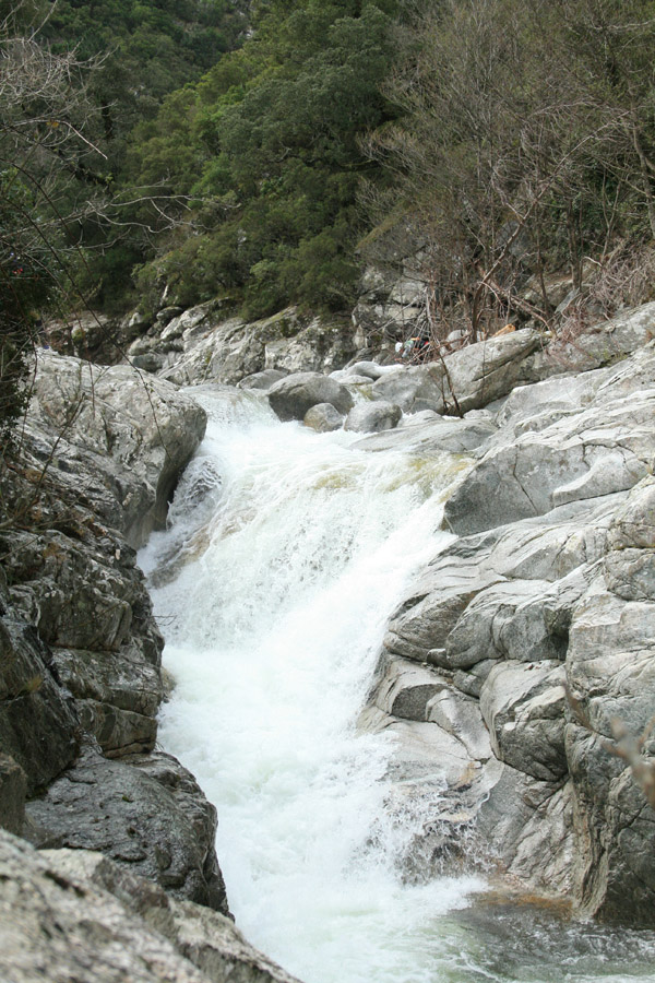 gologorges01